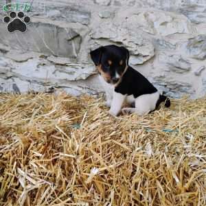 Chocolate Chip, Jack Russell Terrier Puppy